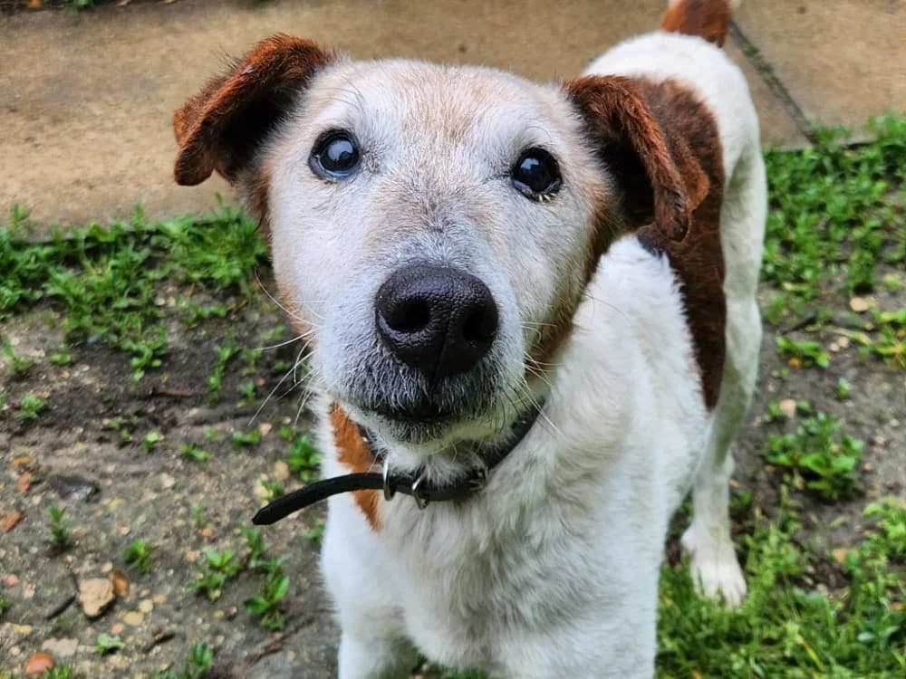 OTCHER, male senior Mixed Breed for adoption at SPA Tours (Luynes), Tours