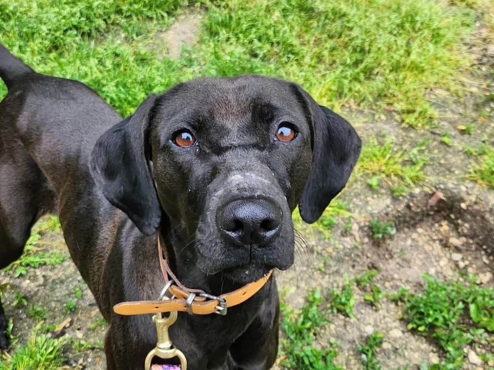 OLEYA, female young Labrador Retriever for adoption at SPA Tours (Luynes), Tours