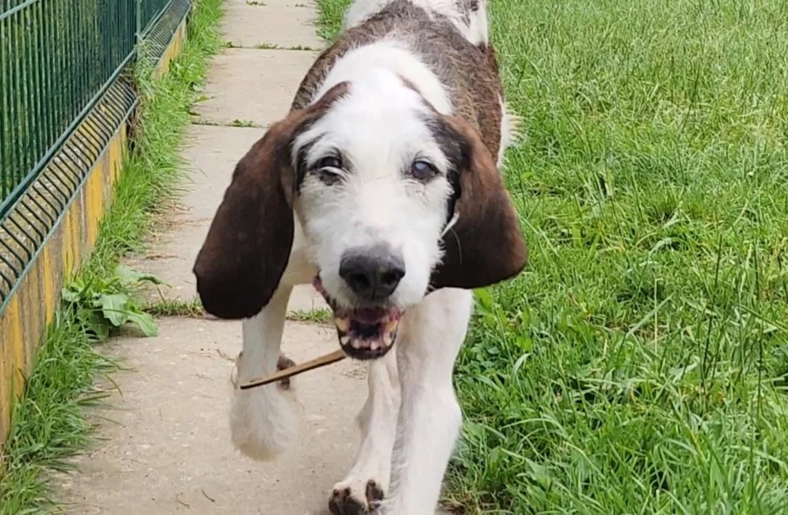 NARO, male senior Mixed Breed for adoption at SPA Tours (Luynes), Tours