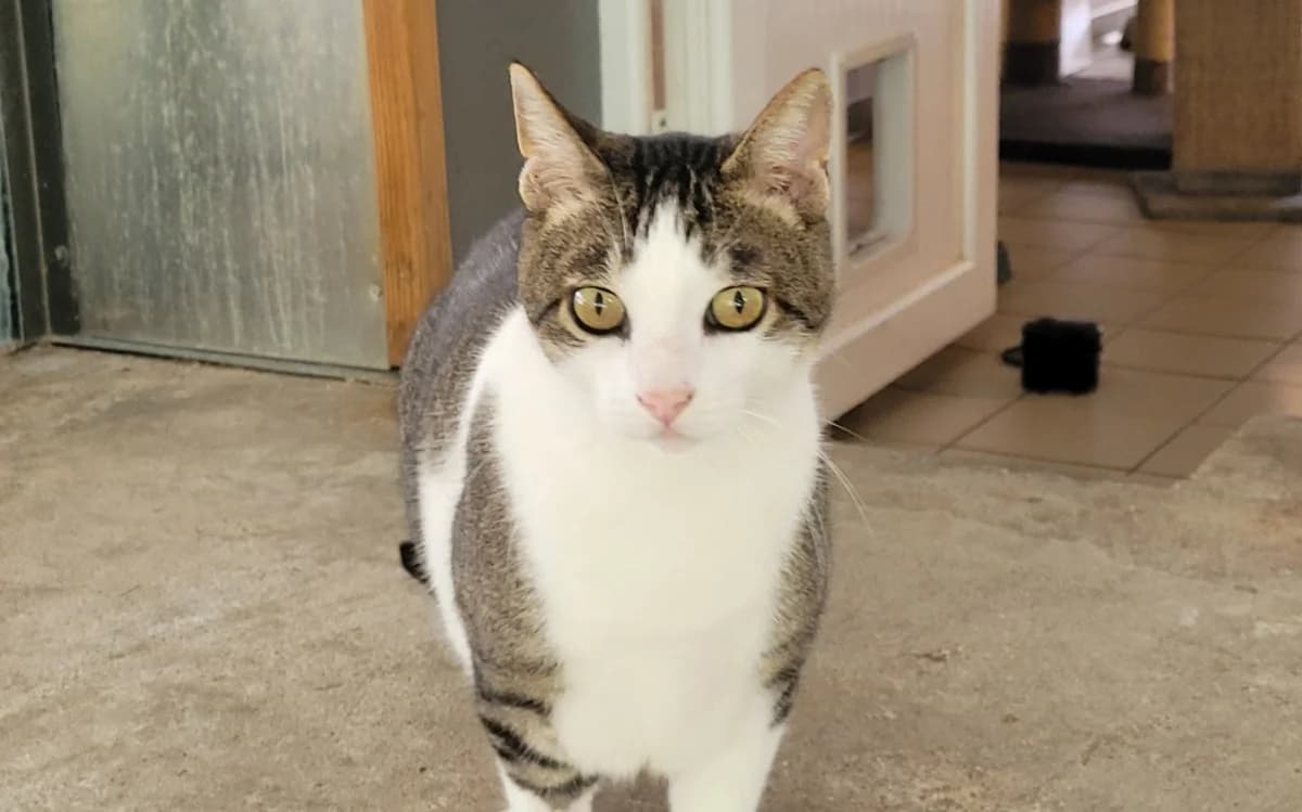 BIBICHE, male senior Mixed Breed for adoption at SPA Tours (Luynes), Tours