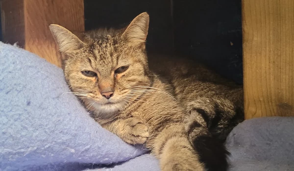 ISIS, female senior Mixed Breed for adoption at SPA Tours (Luynes), Tours