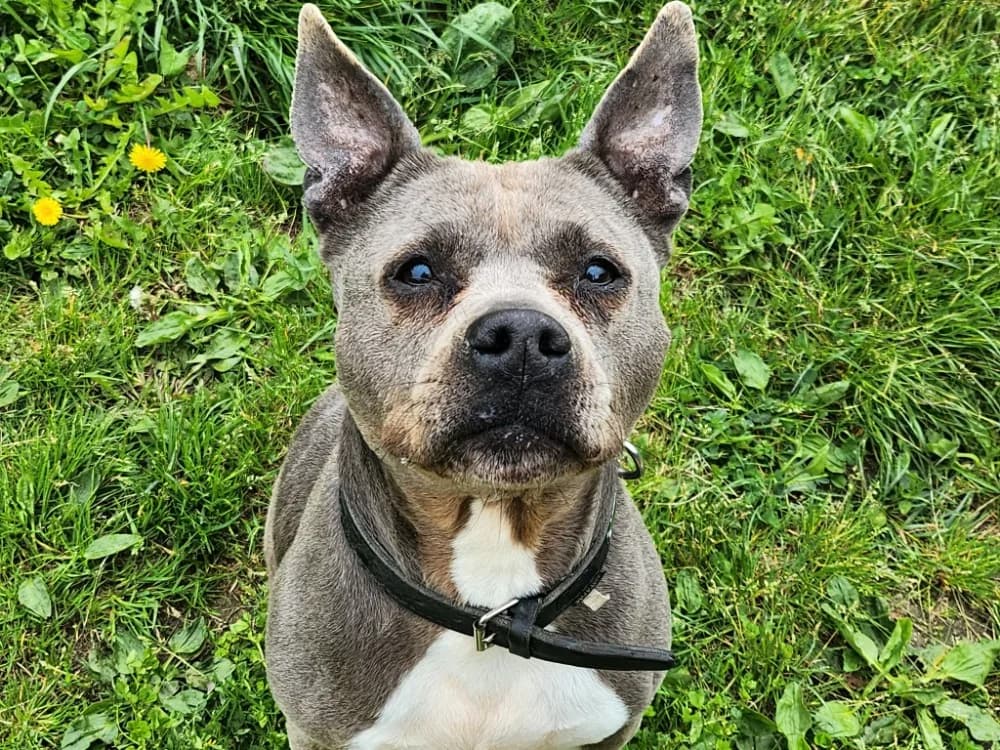 MIYA, female senior Mixed Breed for adoption at SPA Tours (Luynes), Tours