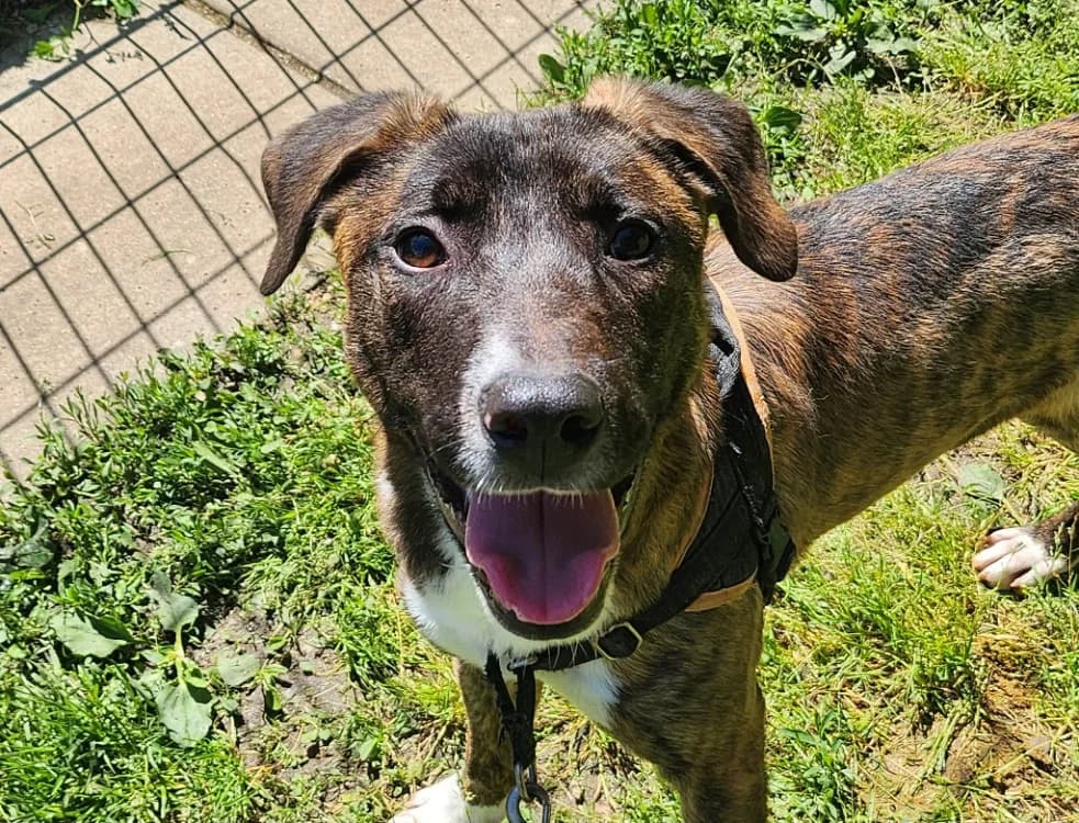 WOOKI, male Mixed Breed for adoption at SPA Tours (Luynes), Tours