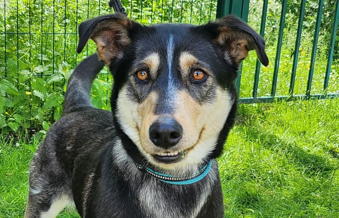 HULIA, female young Husky for adoption at SPA Tours (Luynes), Tours