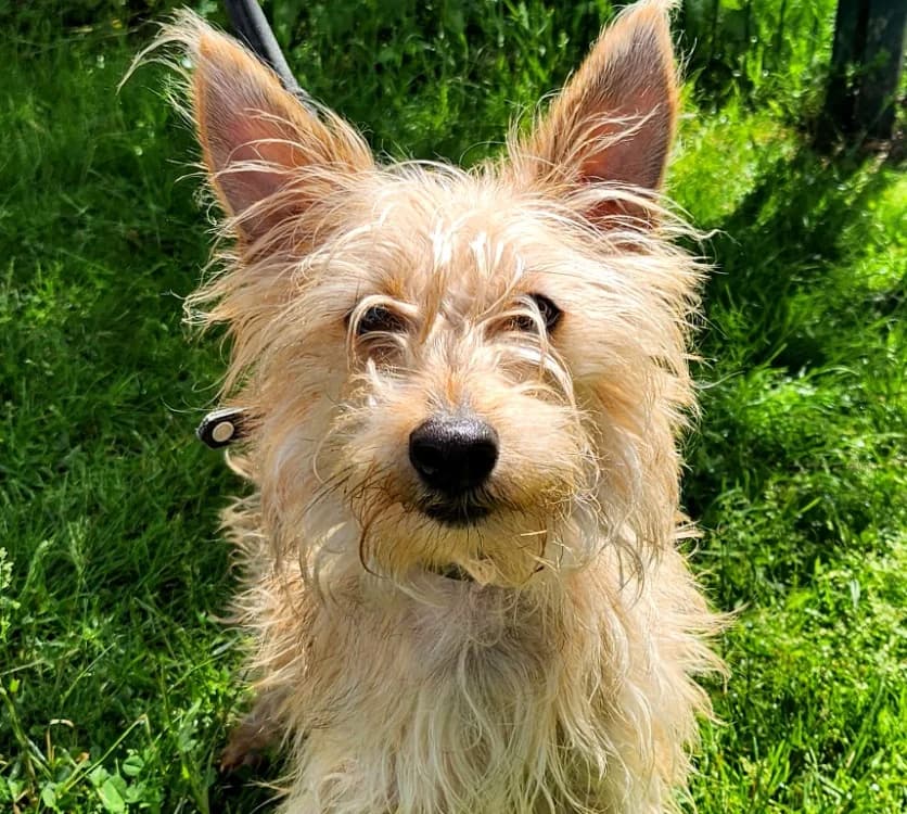DROOPY, male young Yorkshire Terrier for adoption at SPA Tours (Luynes), Tours