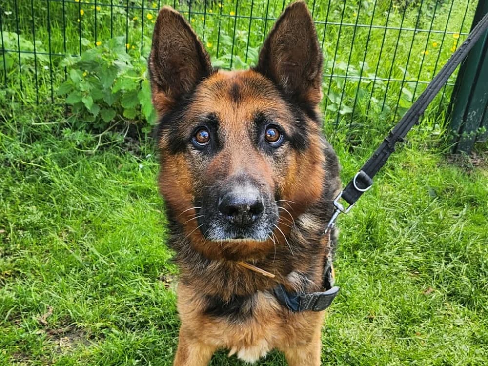 JUNIOR 2, male senior German Shepherd for adoption at SPA Tours (Luynes), Tours