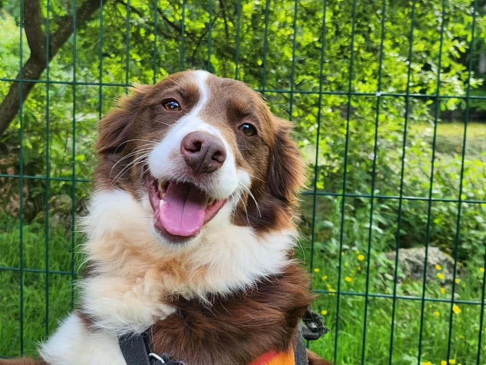 ARABELLA, female 5yo Border Collie for adoption at SPA Tours (Luynes), Tours