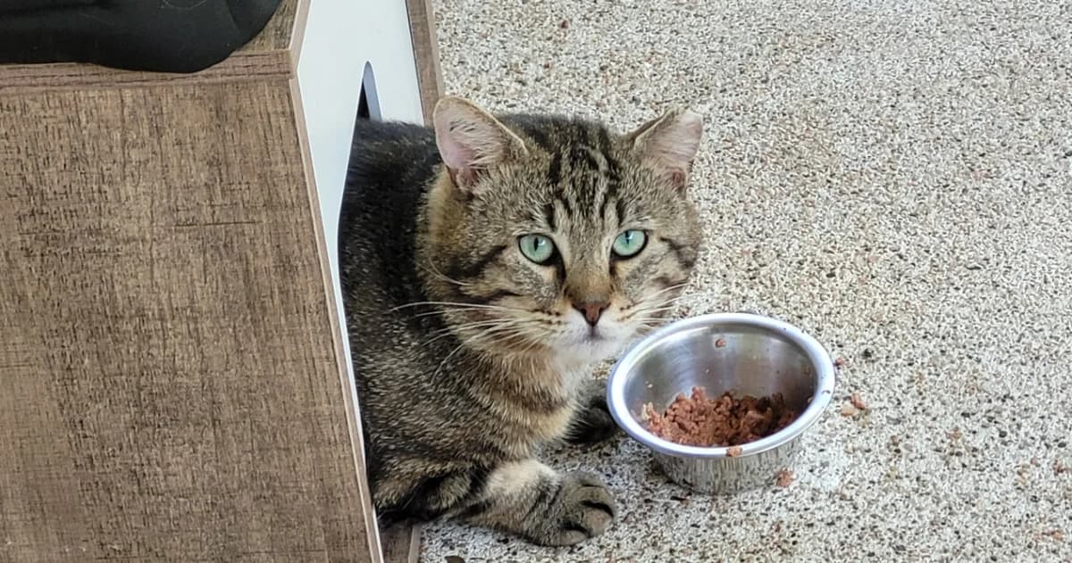 NICOLAS, male 7yo Mixed Breed for adoption at SPA Tours (Luynes), Tours