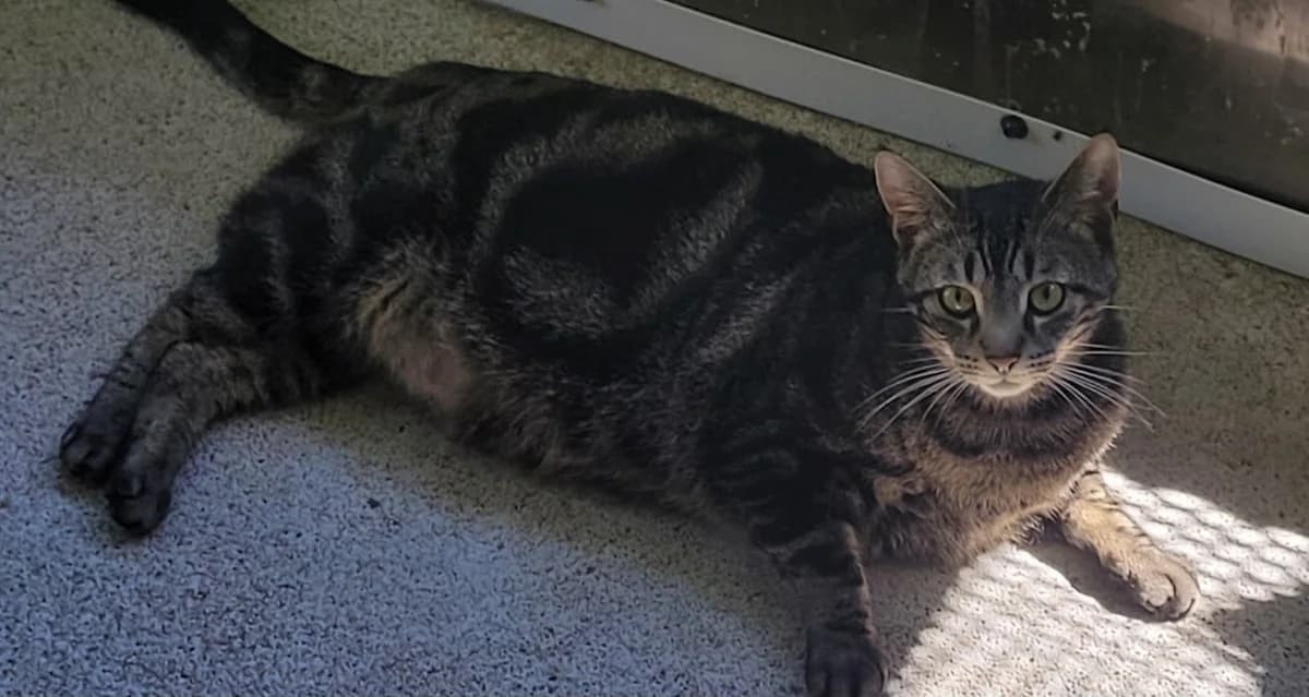 NESQUICK, male 5yo Mixed Breed for adoption at SPA Tours (Luynes), Tours