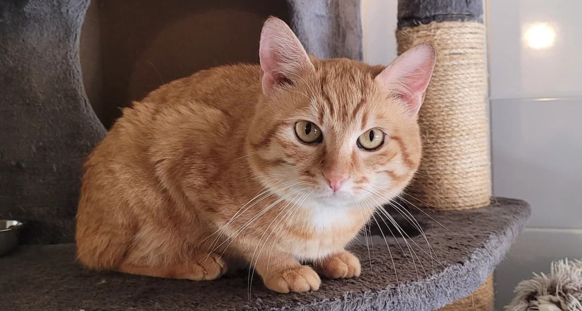 Gibson, Mixed Breed (SPA Rennes)