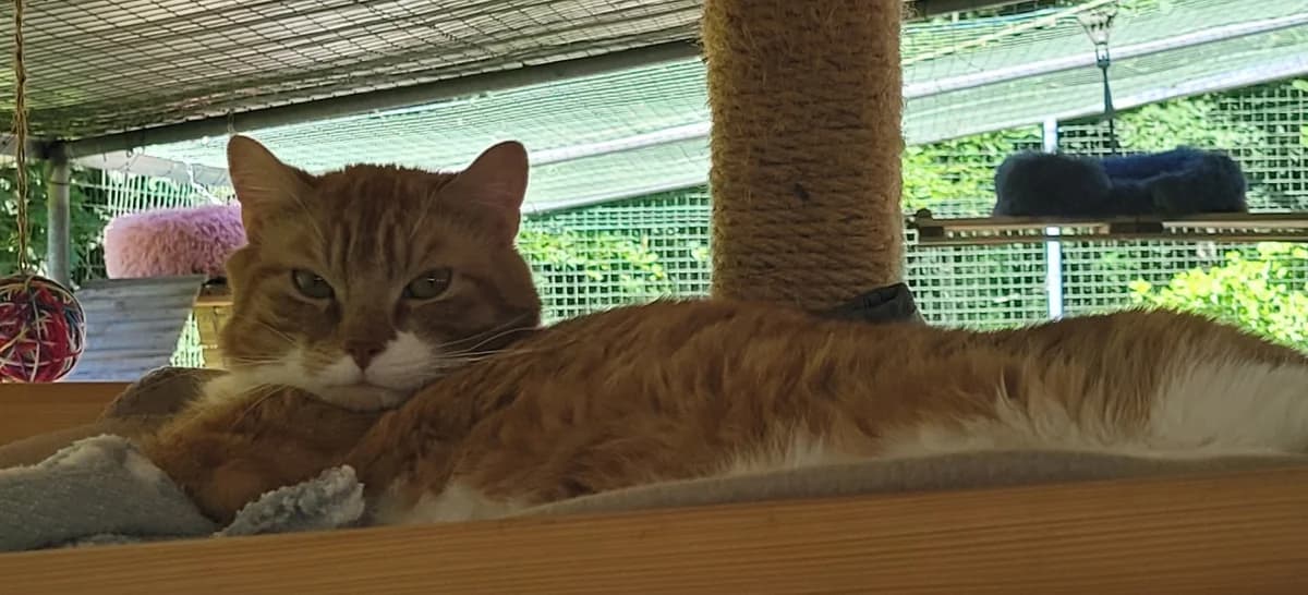 PANPAN, male 6yo Mixed Breed for adoption at SPA Tours (Luynes), Tours