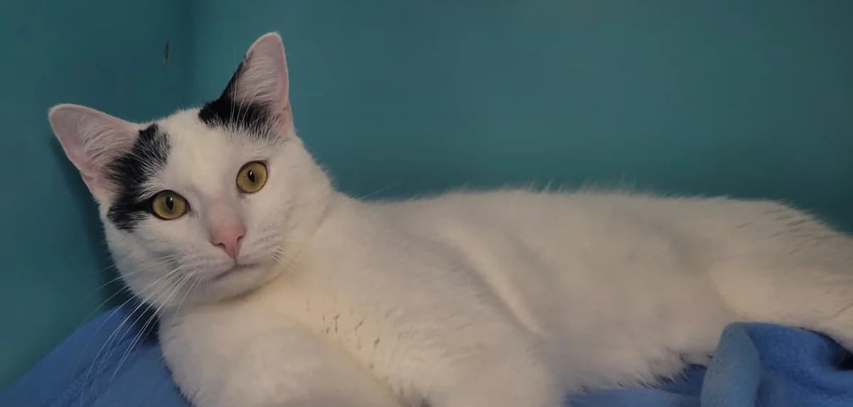 APACHE, male young Siamese for adoption at SPA Tours (Luynes), Tours