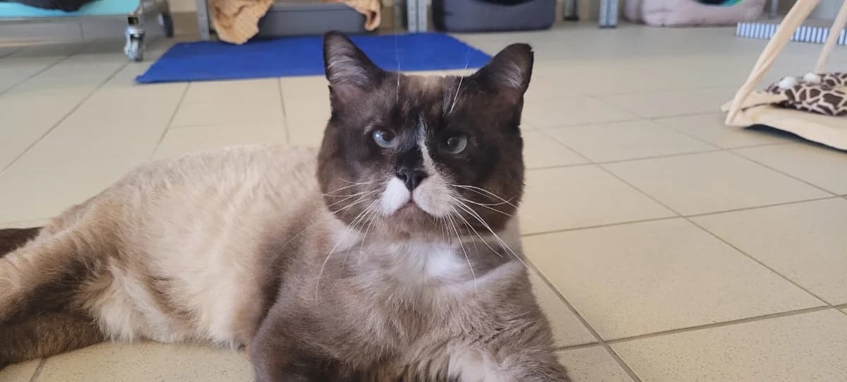RUFIO, male senior Mixed Breed for adoption at SPA Tours (Luynes), Tours