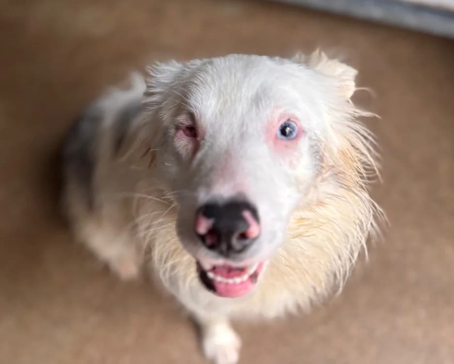 CHOUQUETTE, female young Border Collie for adoption at SPA Tours (Luynes), Tours