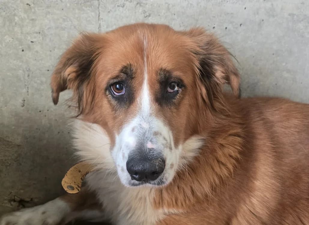 REYMIE, female 4yo Border Collie for adoption at SPA Tours (Luynes), Tours