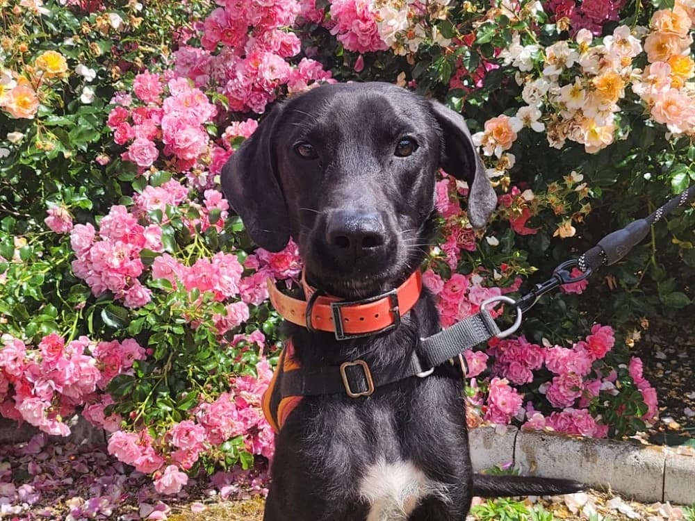 MOUTARDE, male young Labrador Retriever for adoption at SPA Tours (Luynes), Tours