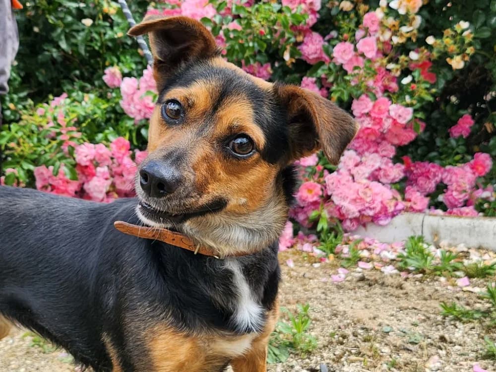 ZAZA, female young Mixed Breed for adoption at SPA Tours (Luynes), Tours