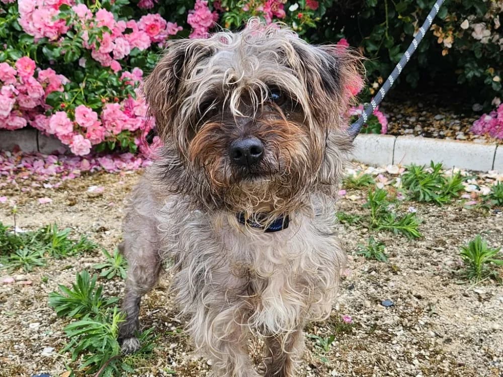 JOSE, male 6yo Cairn Terrier for adoption at SPA Tours (Luynes), Tours