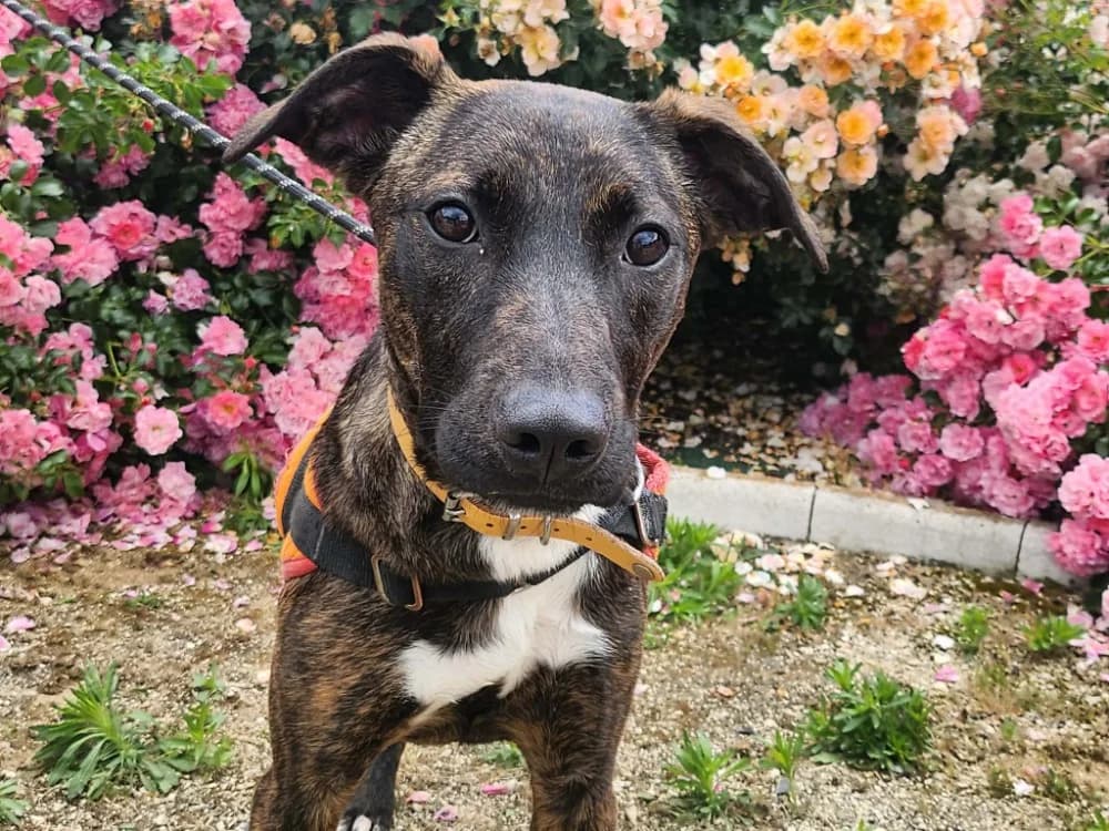WANY, female Mixed Breed for adoption at SPA Tours (Luynes), Tours