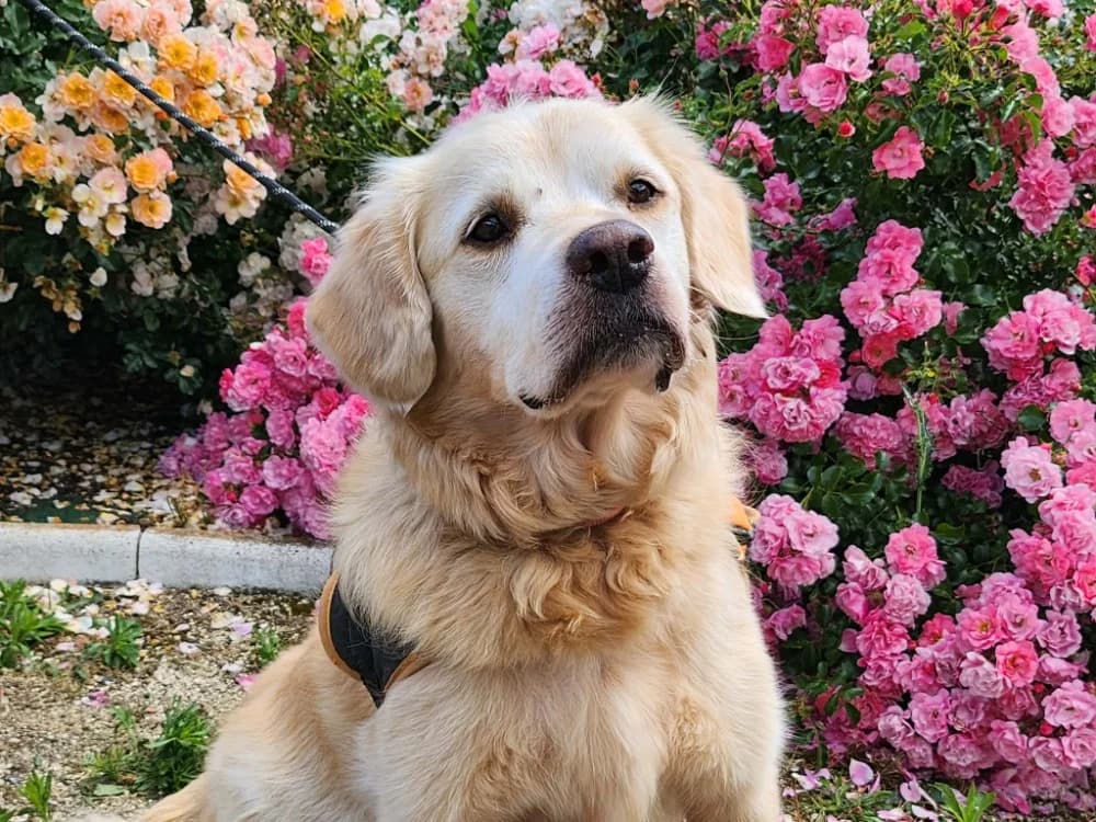 NOUKI, male senior Golden Retriever for adoption at SPA Tours (Luynes), Tours