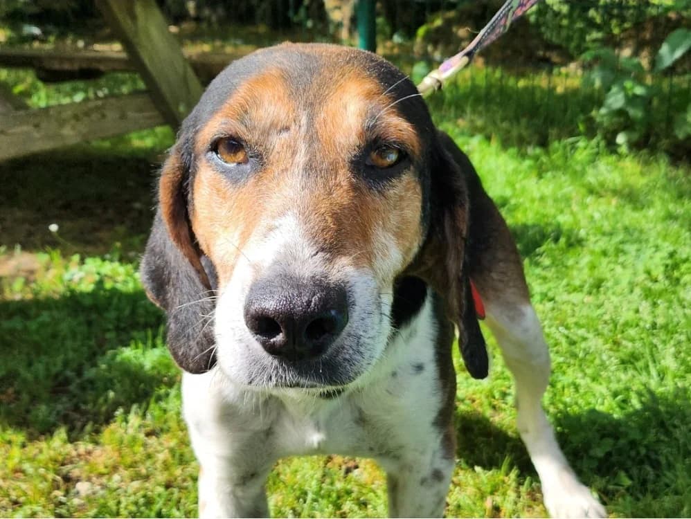 EDJI, male senior Mixed Breed for adoption at SPA Tours (Luynes), Tours