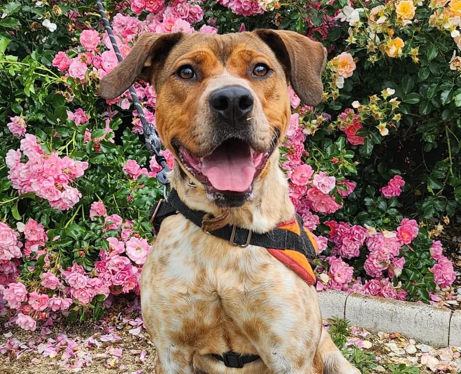 BOURDON, male young Mixed Breed for adoption at SPA Tours (Luynes), Tours