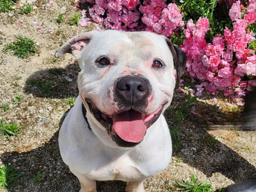 SCOTT, male 4yo mixed breed for adoption at SPA Tours (Luynes), Tours