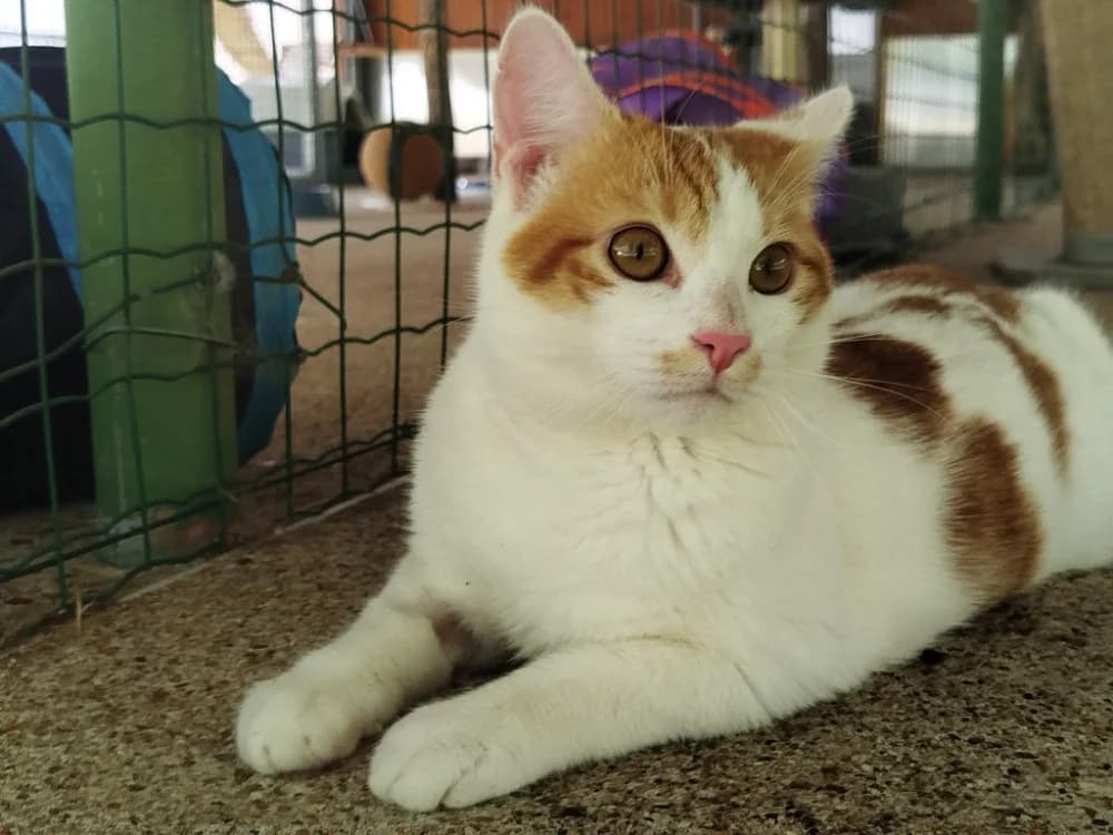 ECLIPSE, male young Mixed Breed for adoption at SPA Tours (Luynes), Tours