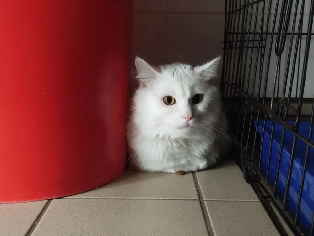 FREEZE, male young Mixed Breed for adoption at SPA Tours (Luynes), Tours