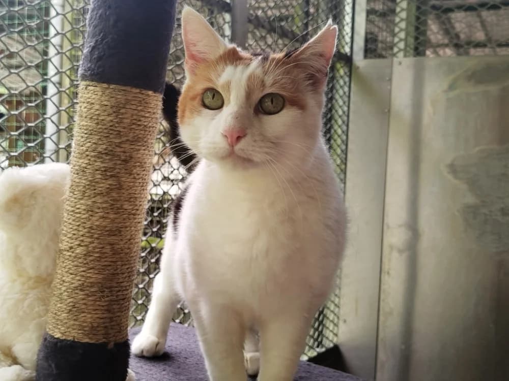 PERLE, female 4yo mixed breed for adoption at SPA Tours (Luynes), Tours