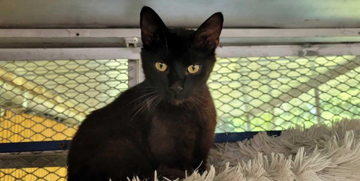 JACOMO, male 4yo Mixed Breed for adoption at SPA Tours (Luynes), Tours