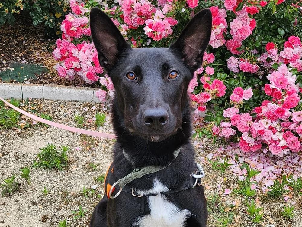 SIMBA 2, male Border Collie for adoption at SPA Tours (Luynes), Tours