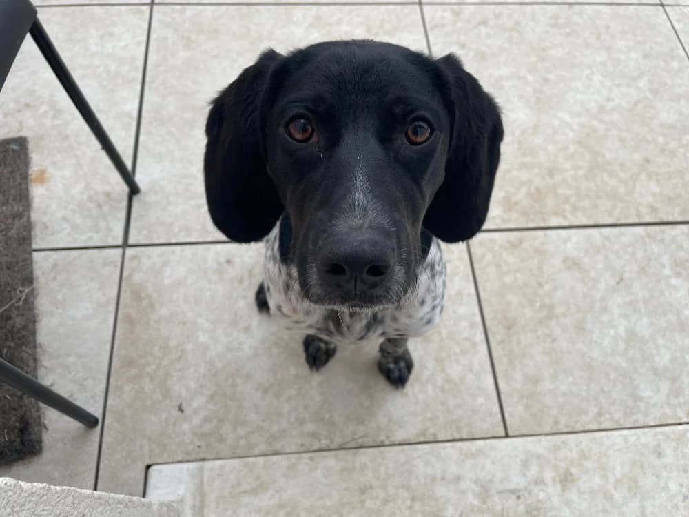 LILITH, female Mixed Breed for adoption at SPA Tours (Luynes), Tours