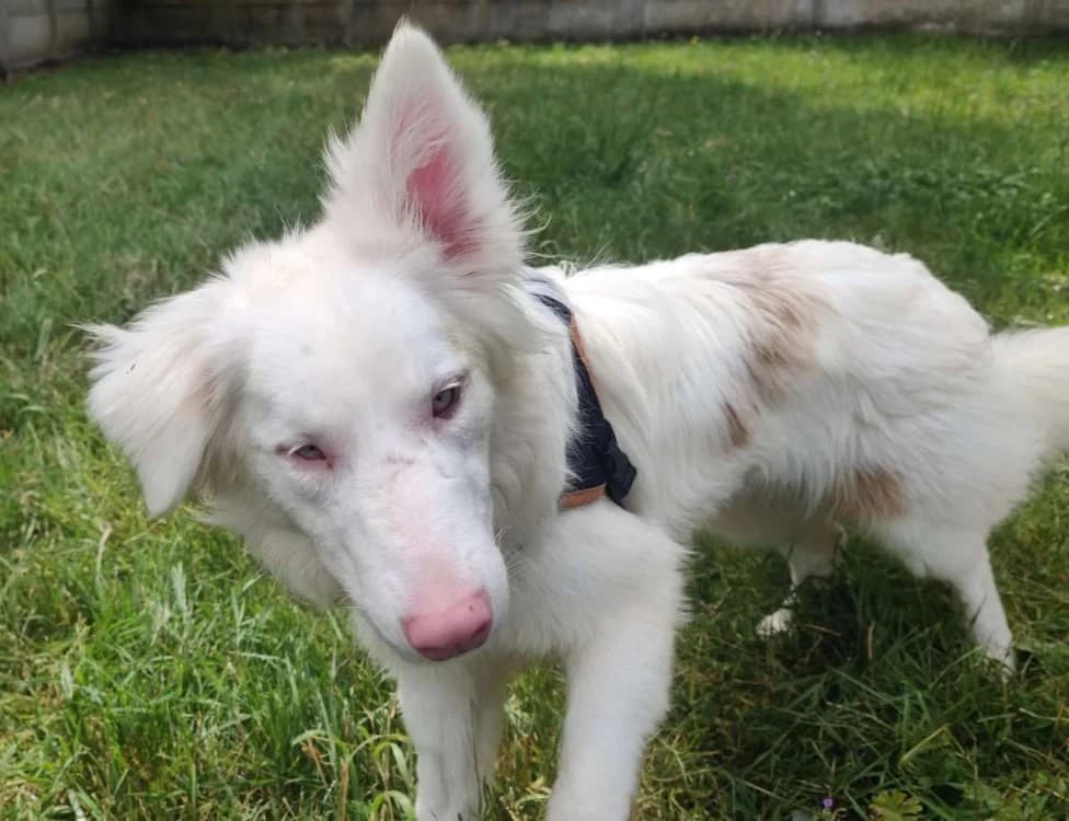 BRIOCHETTE, female young Border Collie for adoption at SPA Tours (Luynes), Tours