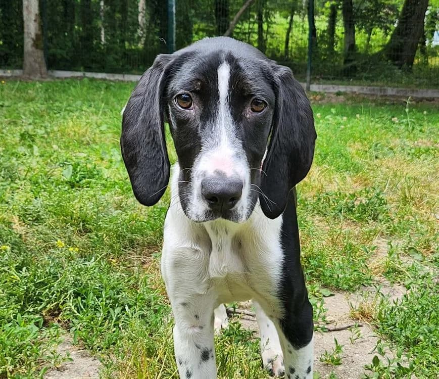 MARMITE, female Mixed Breed for adoption at SPA Tours (Luynes), Tours