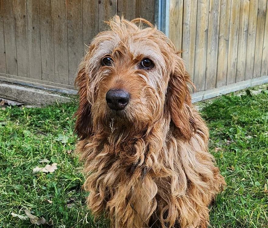 PIRATE, male 7yo Basset Hound for adoption at SPA Tours (Luynes), Tours