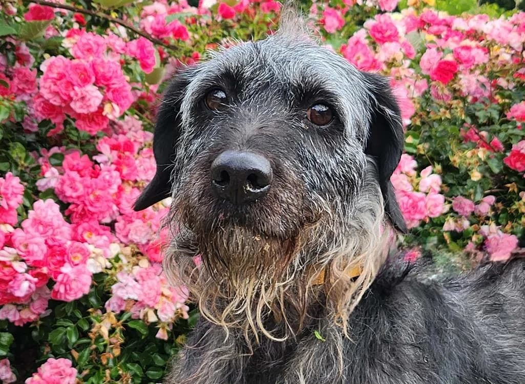 PLUME, female 7yo Basset Hound for adoption at SPA Tours (Luynes), Tours
