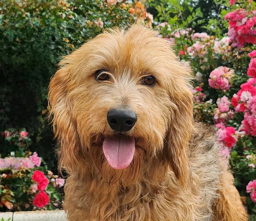 TAMBOUR, male 3yo Basset Hound for adoption at SPA Tours (Luynes), Tours