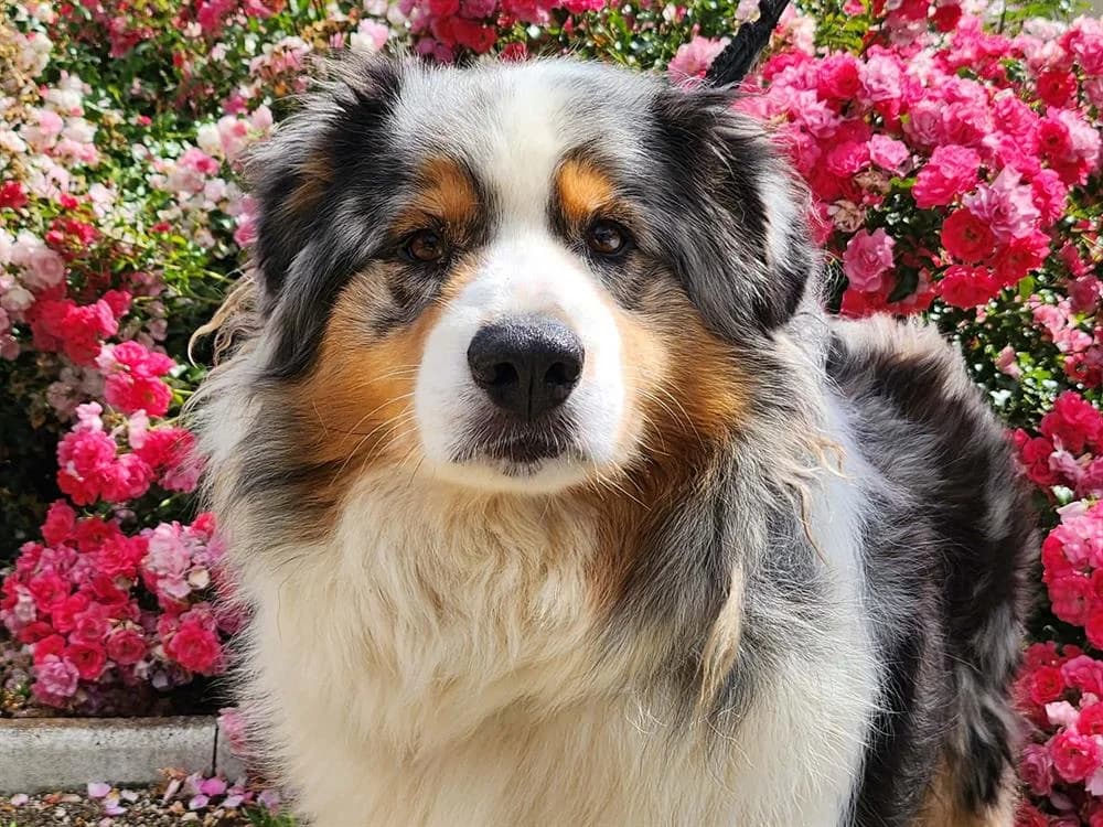 RYCO, male 5yo Australian Shepherd for adoption at SPA Tours (Luynes), Tours