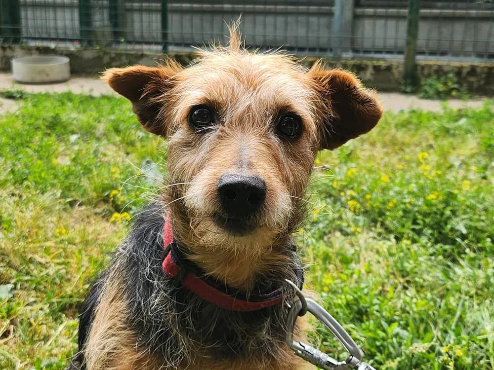MARMELADE, female 5yo Yorkshire Terrier for adoption at SPA Tours (Luynes), Tours