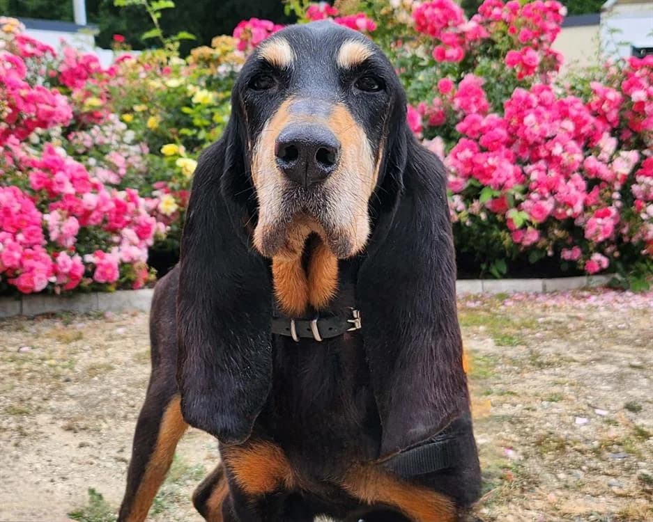 AVANA, female senior mixed breed for adoption at SPA Tours (Luynes), Tours