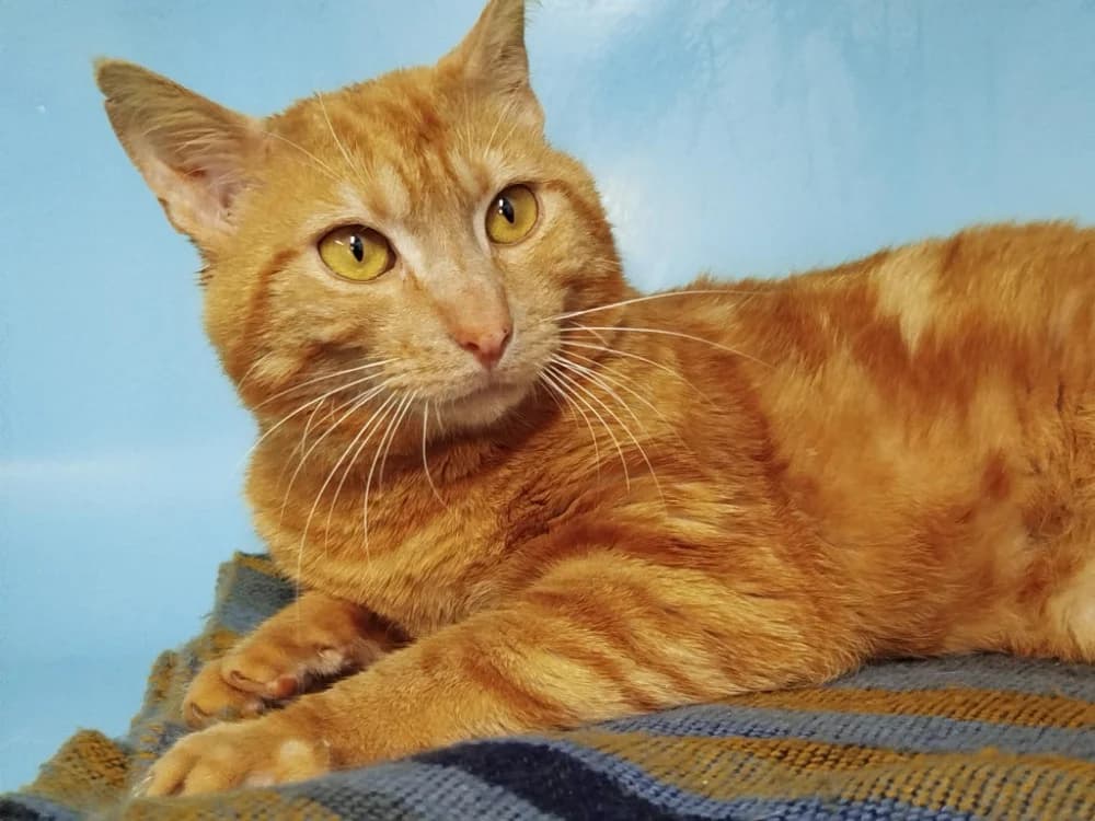 ELVIS, male young Mixed Breed for adoption at SPA Tours (Luynes), Tours