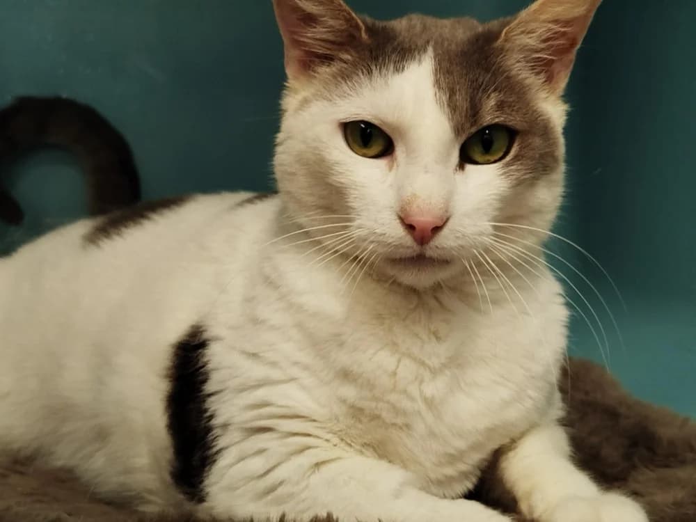 EDWARD, male 7yo Mixed Breed for adoption at SPA Tours (Luynes), Tours