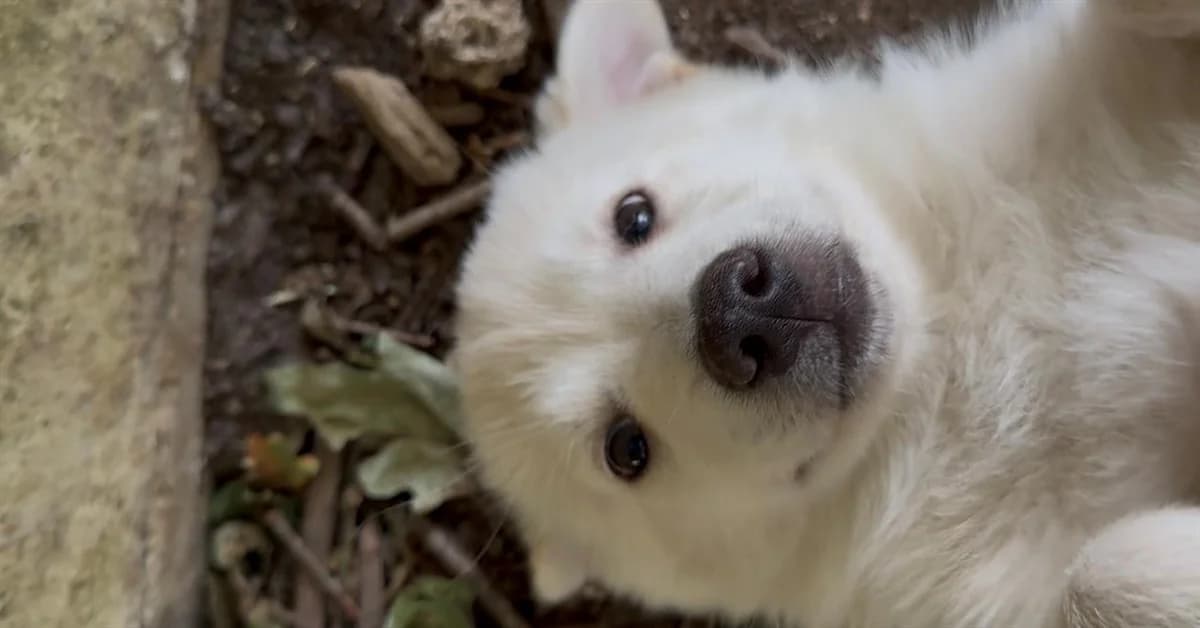 CROISSANT, male Husky for adoption at SPA Tours (Luynes), Tours