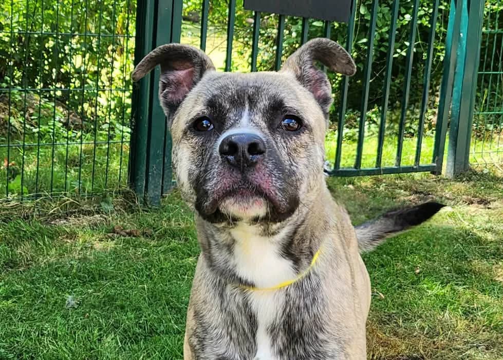 TUCKER, male young Mixed Breed for adoption at SPA Tours (Luynes), Tours