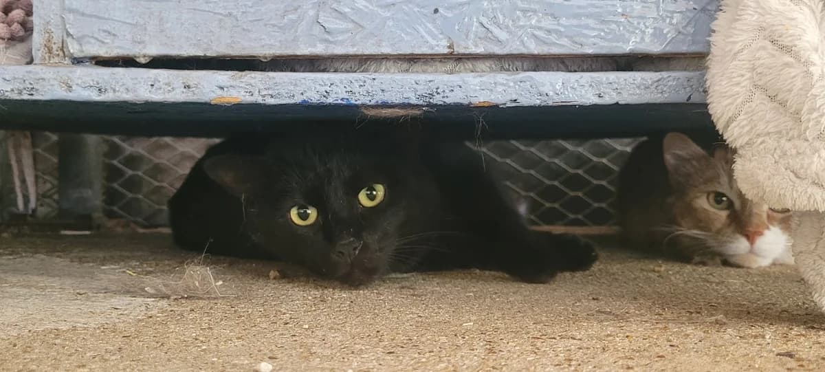 BIBI, male 4yo Mixed Breed for adoption at SPA Tours (Luynes), Tours