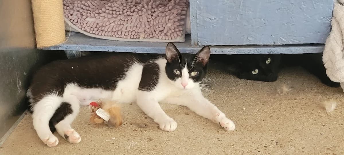 BONITA, female young Mixed Breed for adoption at SPA Tours (Luynes), Tours