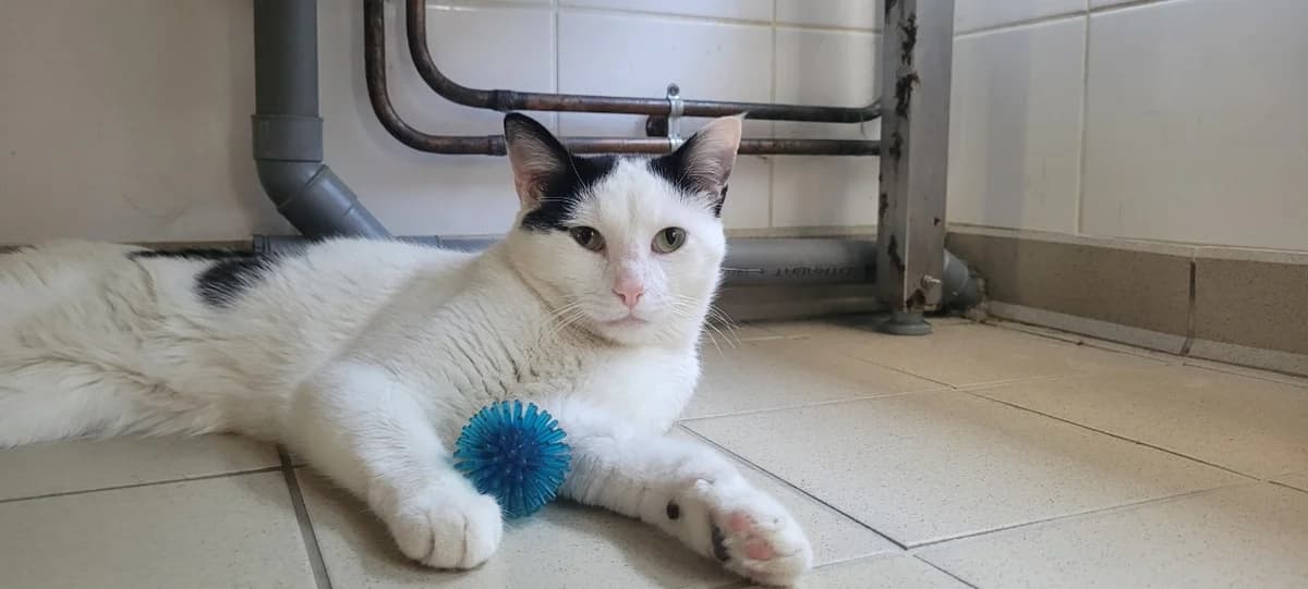 BISCUIT, male young Mixed Breed for adoption at SPA Tours (Luynes), Tours
