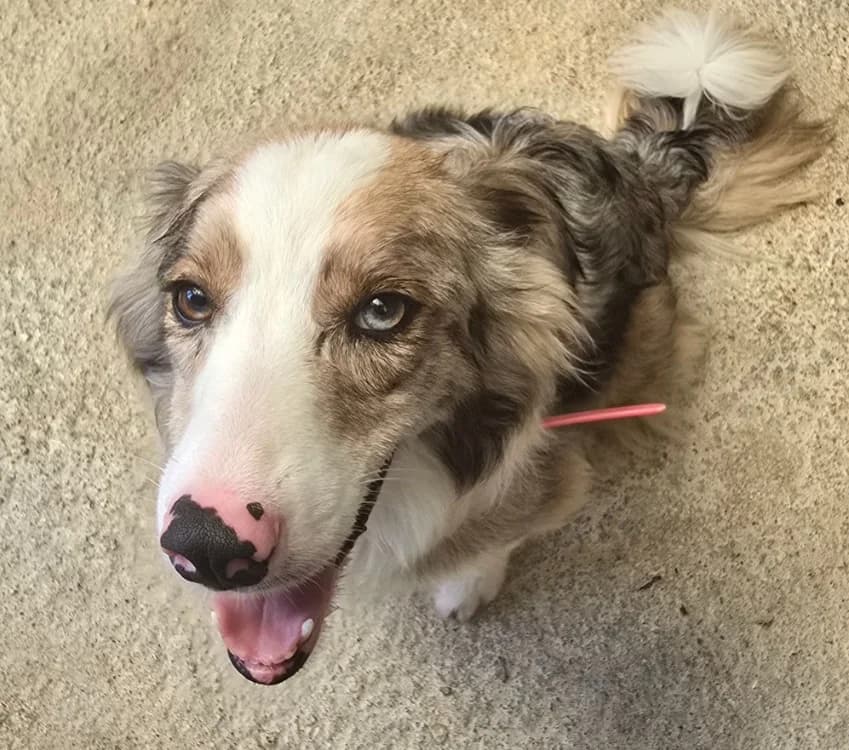 SOUPE, female 4yo Border Collie for adoption at SPA Tours (Luynes), Tours
