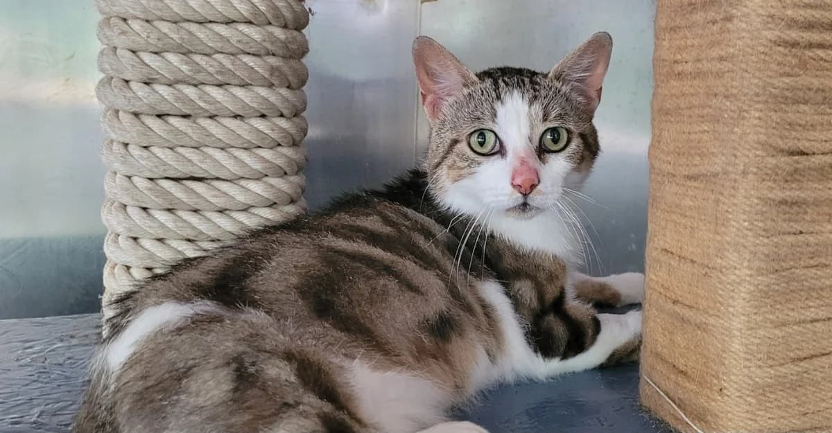 OUITI, male 7yo Mixed Breed for adoption at SPA Tours (Luynes), Tours